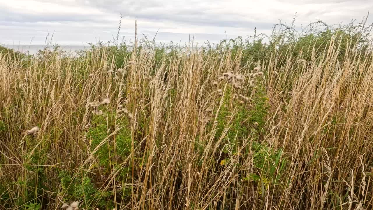 Camera slowly pans across a field of tall dry grass and wild thistle seed heads under overcast daylight, capturing natural textures and movement