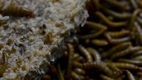 the mealworm is a species of darkling beetle used to feed pets like fish, snakes, birds, and frogs