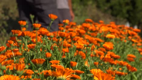 a man and wife work picking orange flowers on an organic farm in santa barbara california