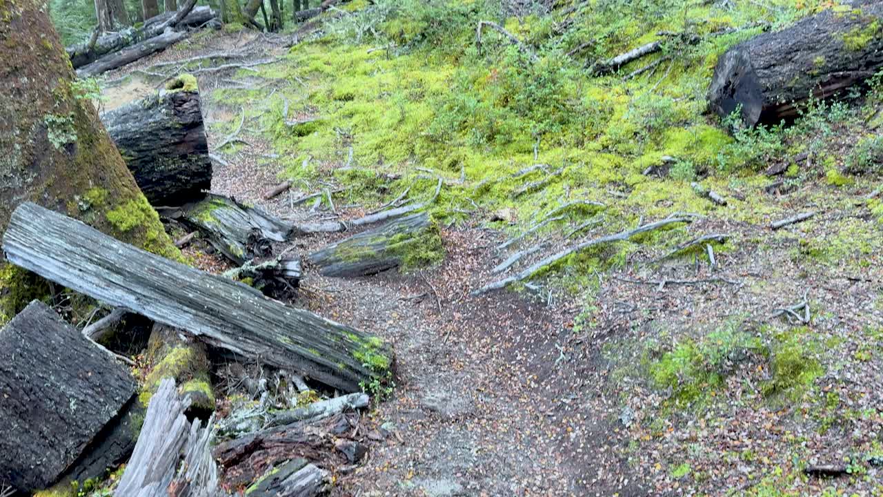 Point-of-view walk on a forest path with moss, tree stumps, and soft natural daylight