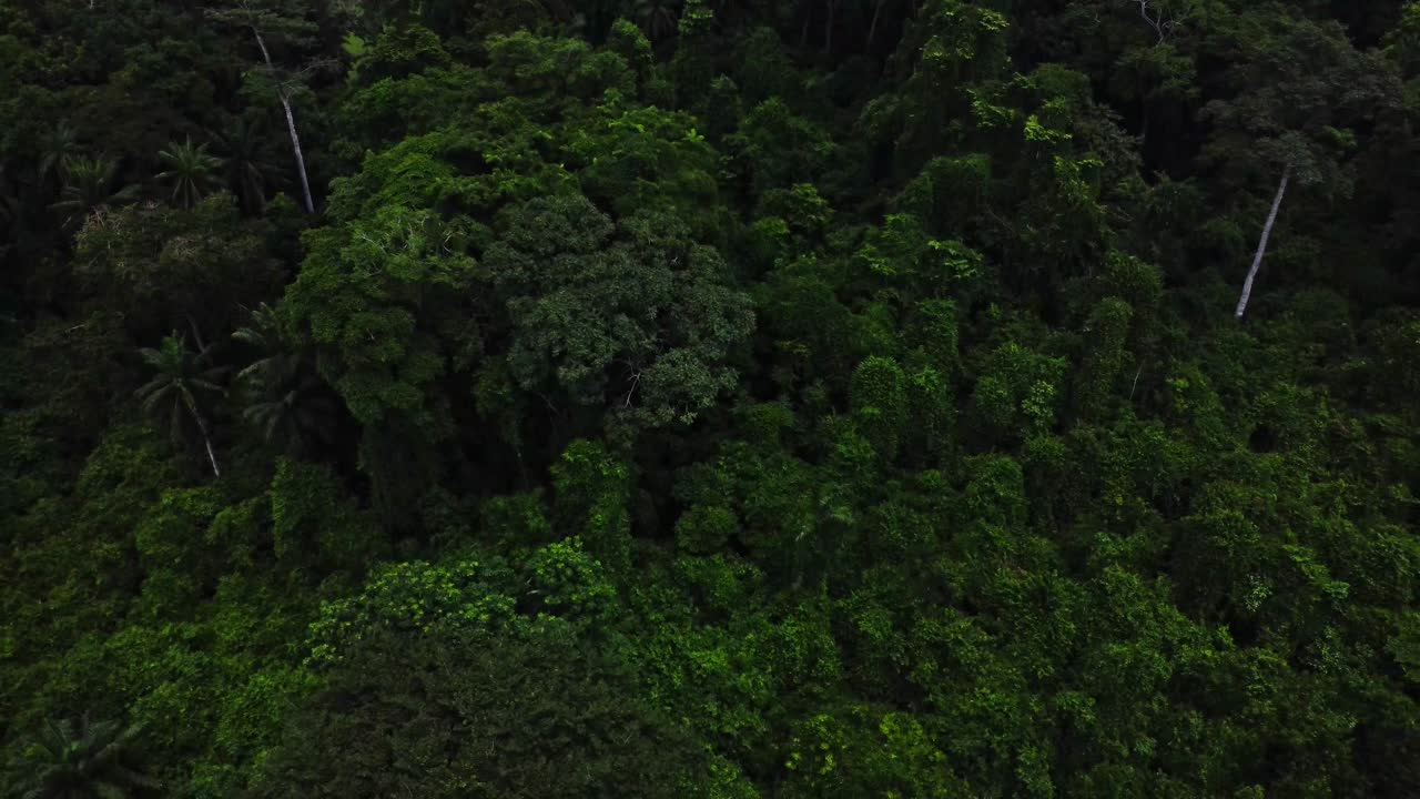 Jib up of a beautiful green treetops of a tropical forest at the IITA forest center in Moniya, Nigeria