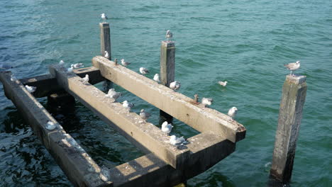 static shot of wild seagulls family resting on wooden pier dock during daytime