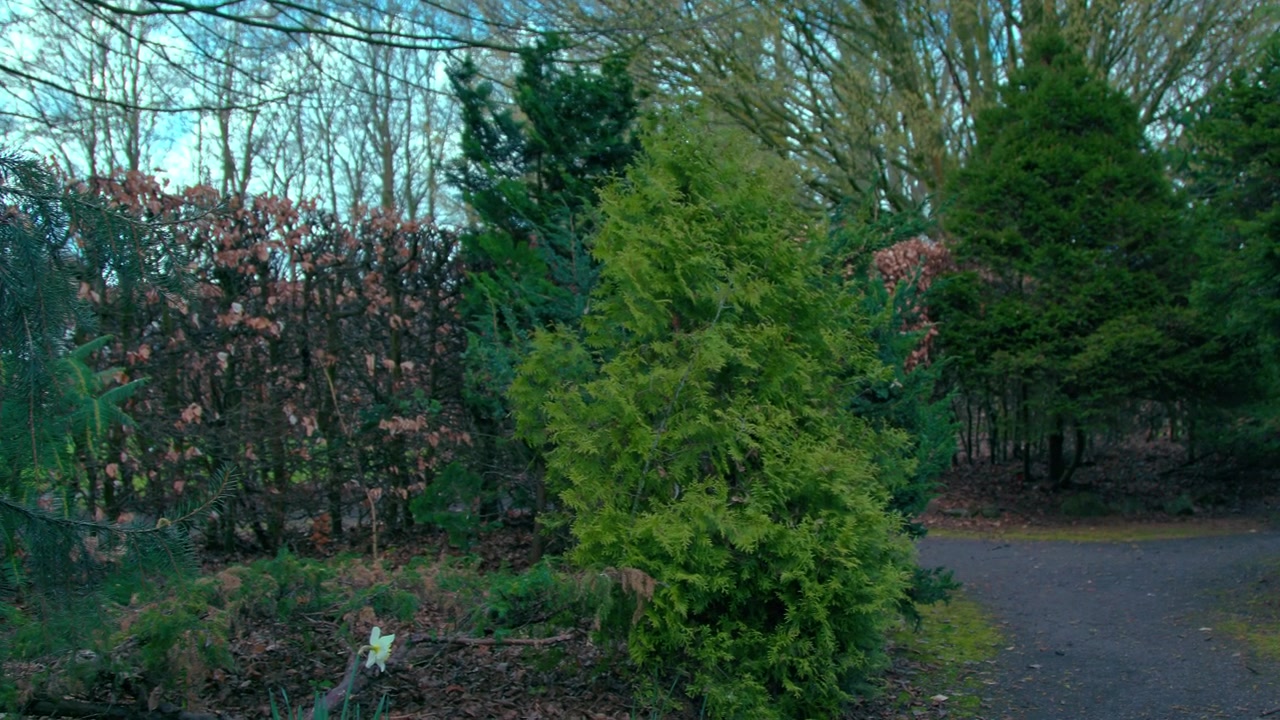 Natura nel parco circondata da alberi e fogliame.