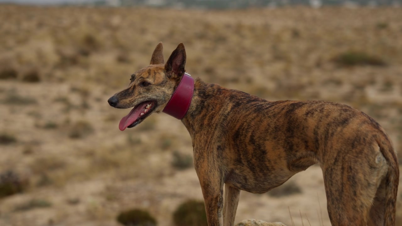 Um elegante cão Whippet desfrutando de um momento ao ar livre, exibindo sua natureza esguia e energética. Perfeito para temas de animais de estimação, animais e atividades ao ar livre.