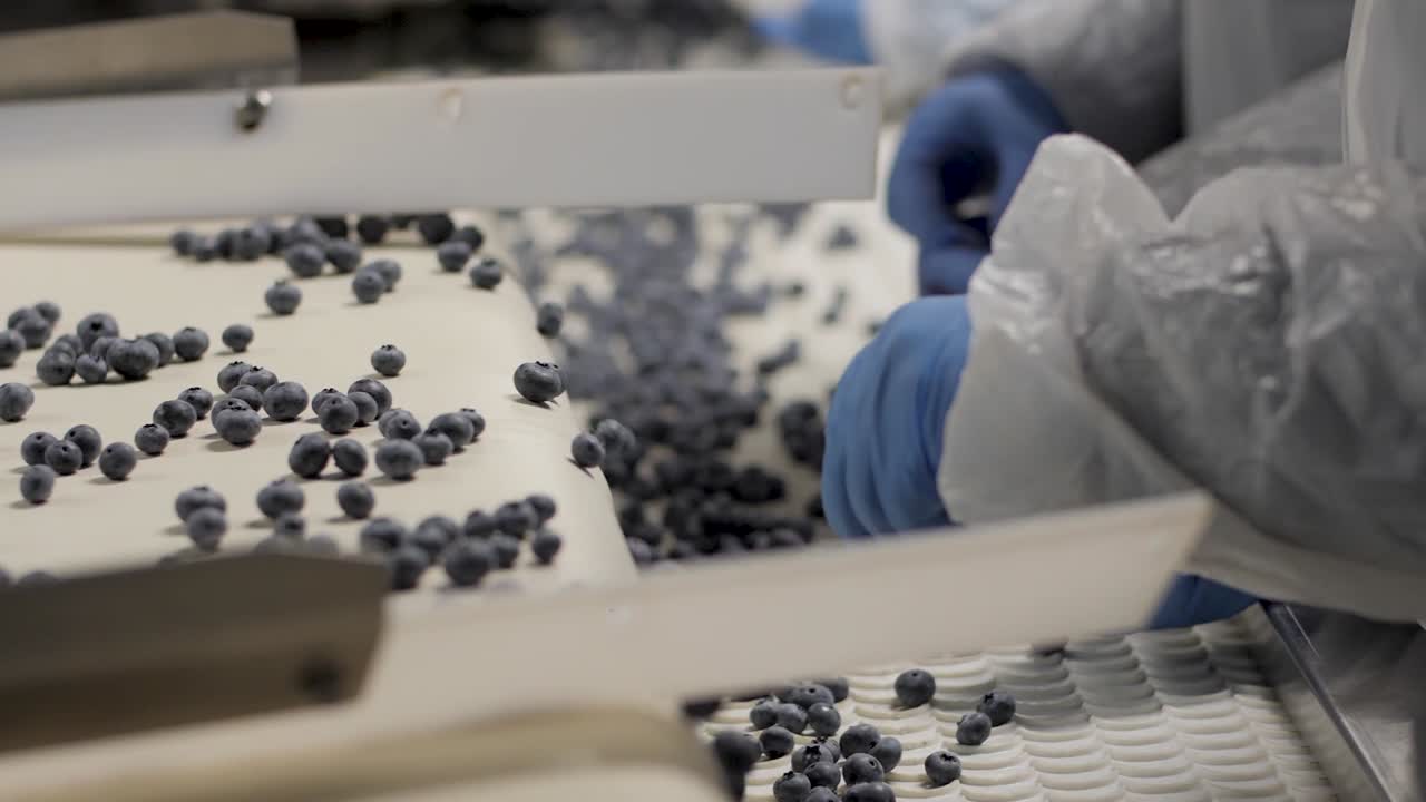 블루베리 가공 및 포장 공장