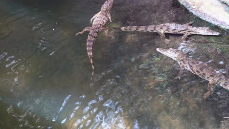 cría de cocodrilo africano flotando en aguas poco profundas