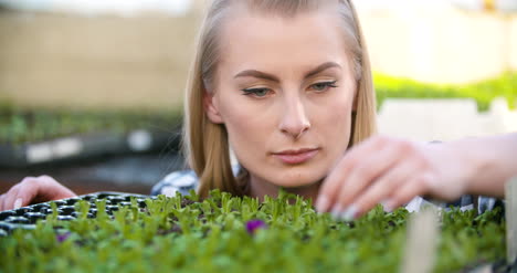 el agricultor investiga el examen de las plántulas de flores en el invernadero