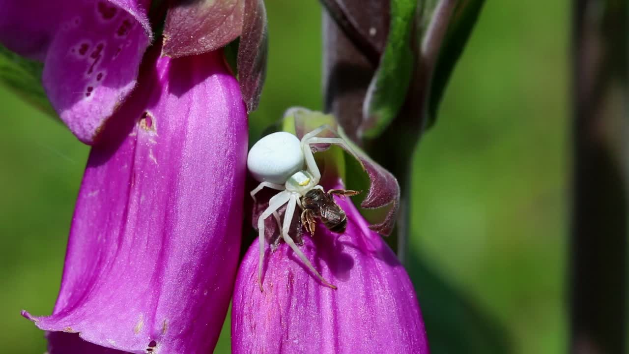 araña cangrejo de flor, misumena vatia con presas en la flor de dedo de zorro