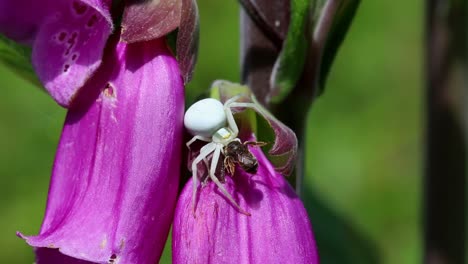 Araña-Cangrejo-De-Flores,-Misumena-Vatia-Con-Presa-En-Flor-Dedalera