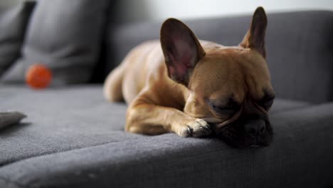 lazy and sleepy french bulldog on bed