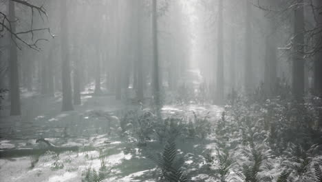 misty winter forest landscape with snow covered trees and soft light