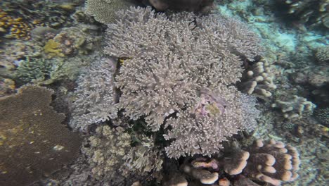 una vista de cerca de diversas formaciones de arrecifes de coral. la toma muestra las intrincadas texturas del arrecife de coral, destacando la rica biodiversidad y la delicada belleza de este ecosistema submarino.