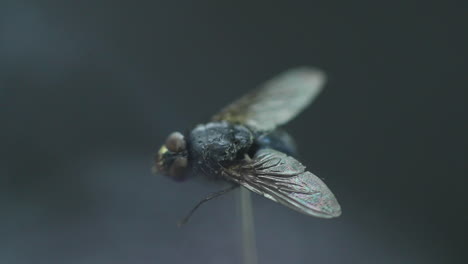 Housefly-captured-in-close-up-macro-shot-in-detail-inside-the-moving-fog-and-white-smoke-wave-with-wings-captured-in-120fps-slow-motion-move