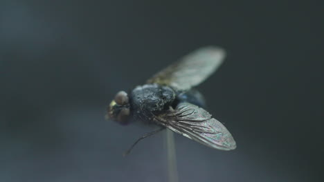 mosca doméstica capturada en primer plano macro en detalle dentro de la niebla en movimiento y la ola de humo blanco con alas capturadas en movimiento a cámara lenta de 120 fps