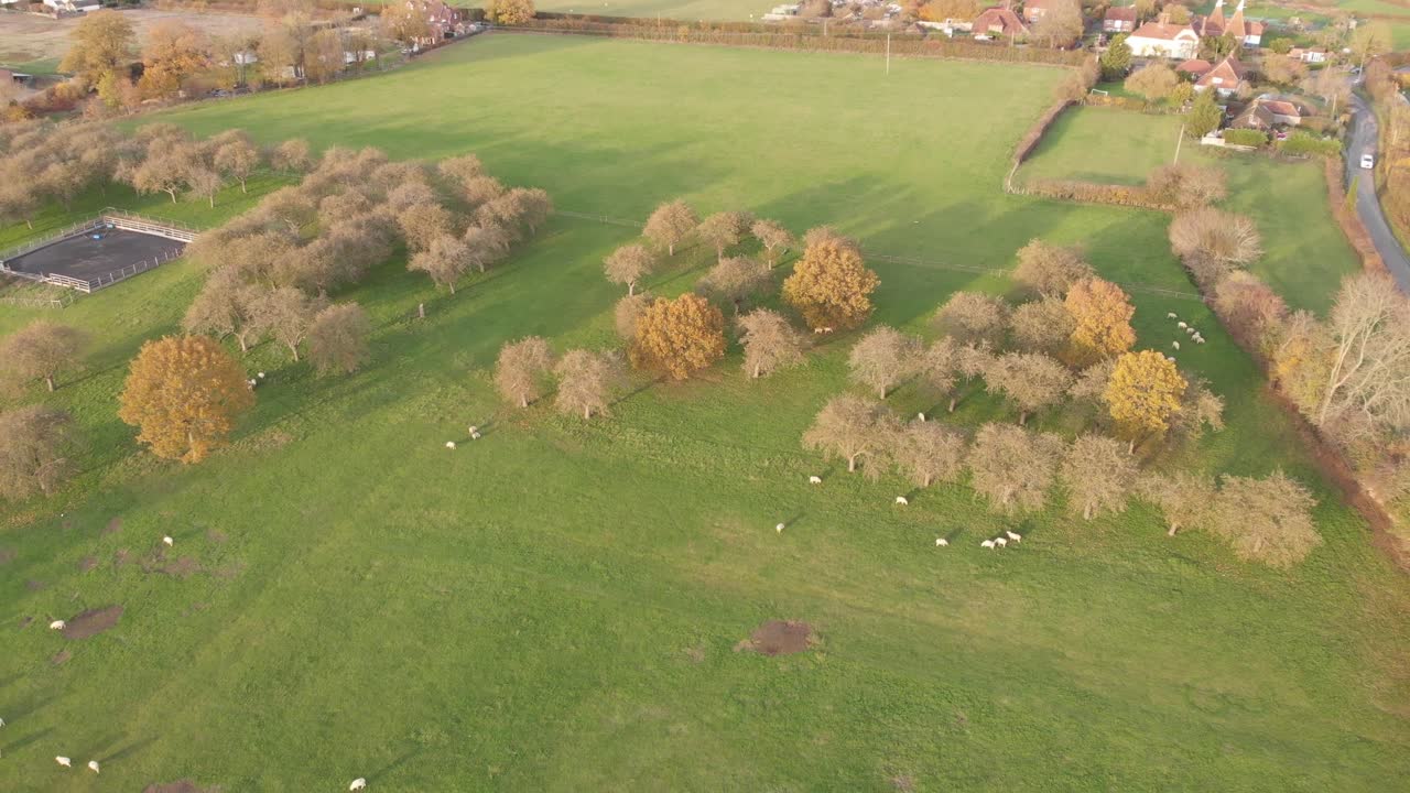 Autumn scene from Kent south east england showing a flock of sheep from the air with orange leafed trees houses road car and paddock for horses