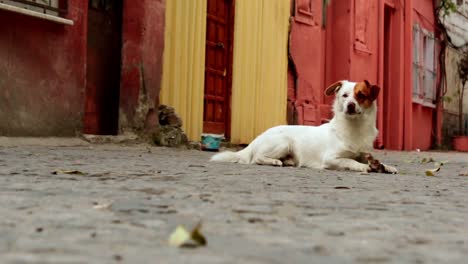 perro sin hogar en la calle