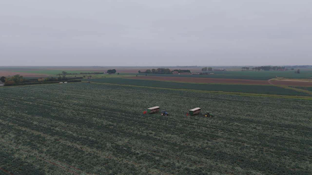 English farmers harvesting vegetable crops with east European workers picking broccoli in the Lincolnshire fields and countryside. Rural farming scene