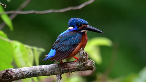 El-Martín-Pescador-De-Orejas-Azules-Es-Un-Pequeño-Martín-Pescador-Que-Se-Encuentra-En-Tailandia-Y-Es-Buscado-Por-Los-Fotógrafos-De-Aves-Debido-A-Sus-Hermosas-Orejas-Azules,-Ya-Que-Es-Una-Pequeña,-Linda-Y-Esponjosa-Bola-De-Plumas-Azules-De-Un-Pájaro