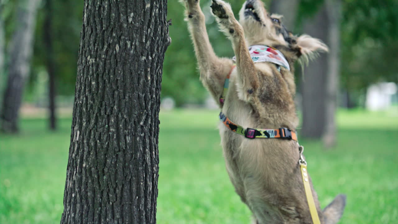 Curious Dog Standing against Tree during Walk in Park