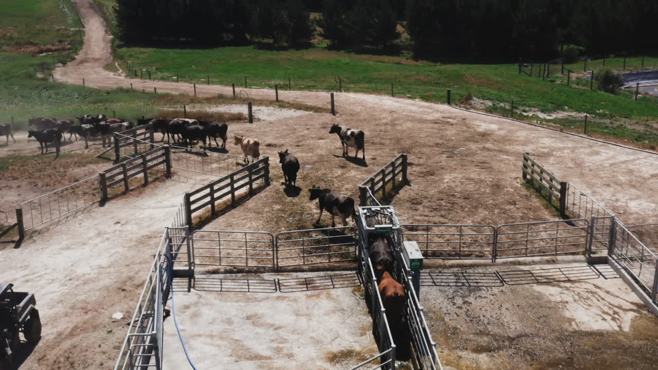 vacas que salen tranquilamente de la granja de leche a través de la puerta de la valla de acero, día soleado en la zona rural de nueva zelanda, antena