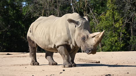 a rhinoceros is standing still on dirt, in front of a forest