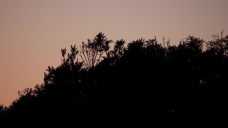 silhouette grass flower on sunset background