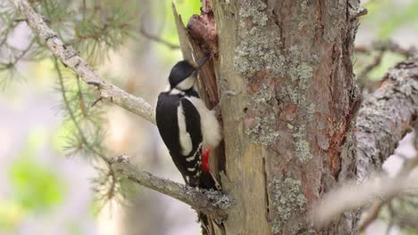 great spotted woodpecker bird on a tree looking for food. great spotted woodpecker (dendrocopos major) is a medium-sized woodpecker with pied black and white plumage and a red patch on the lower belly