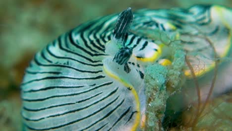 Macro-Close-Up-Dermatobranchus-Dendronephthyphagus-Scavenging-Sea-Floor-for-Food