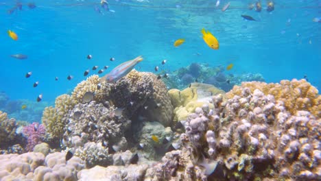 Shoal-of-half-black-and-white-bicolor-Chromis