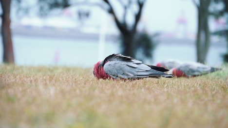 cacatúa galah comiendo en el campo de hierba del parque nacional kamay botánica bay en kurnell, nsw, australia