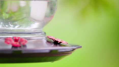 Hummingbird at a Feeder