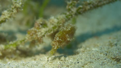 Amazing-cute-yellow-seahorse-wrapped-around-seagrass-on-sandy-bottom