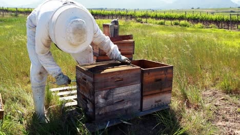 beekeeper removing honeycomb from beehive