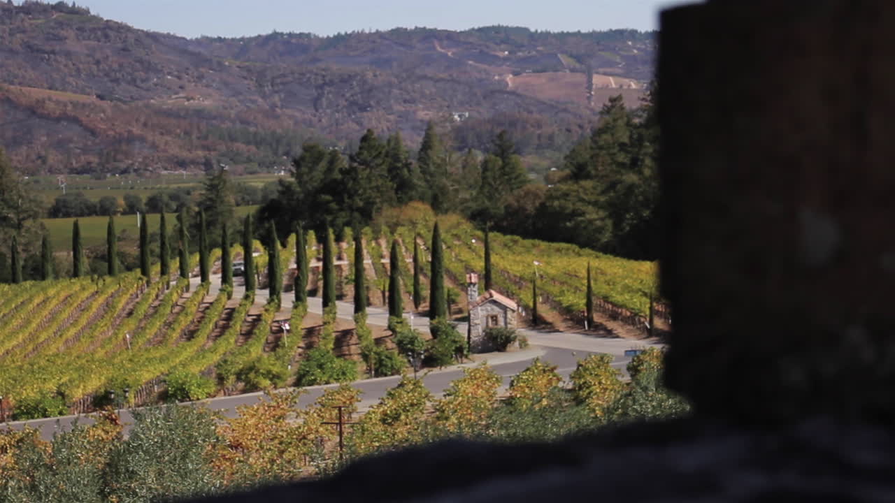 Paesaggio di vigneto con colline e cipressi