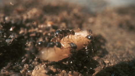 black ants moving a grub, macro close-up