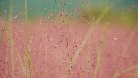 Rosa-Muhly-Makro---Muhlenbergia-Capillaris-Oder-Hairawn-Muhly-Pflanze,-Langsames-Schwenken