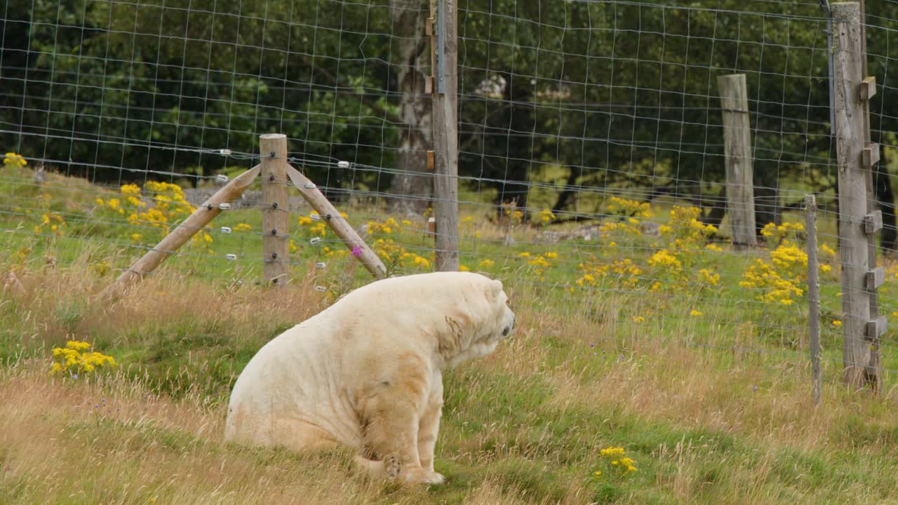 Polar bear sits quietly in grassy enclosure, overcast daylight, static camera, conservation reserve setting