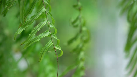 Fern-leaf-moving-in-garden