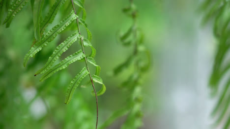 hoja de helecho moviéndose en el jardín