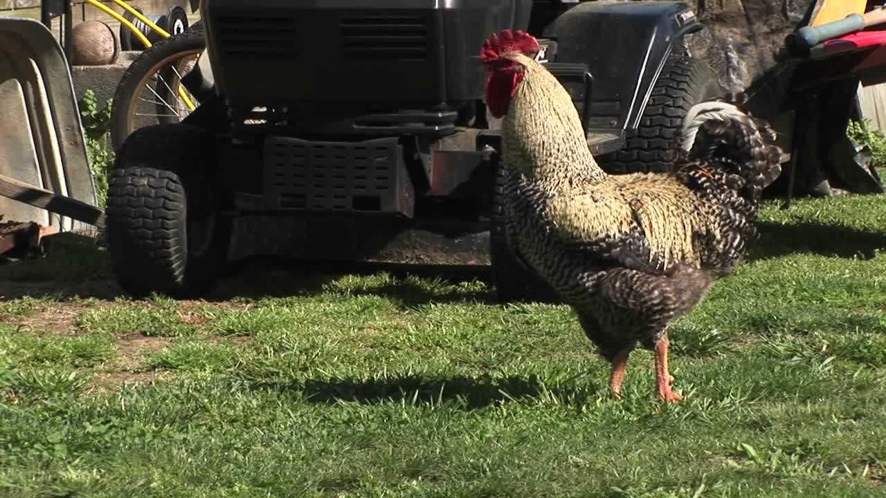 그가 울고 날개를 펄럭이는 수탉의 근접 촬영