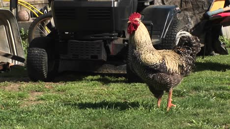 Primer-Plano-De-Un-Gallo-Mientras-Canta-Y-Bate-Sus-Alas