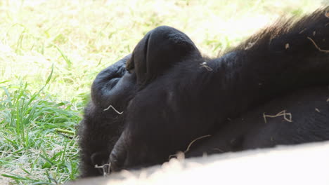 Westliches-Flachlandgorilla-Gesicht,-Während-Es-Sich-An-Heißen-Sonnigen-Tagen-Im-Schatten-Entspannt