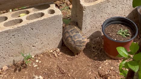 la tortuga en el jardín lucha por cruzar