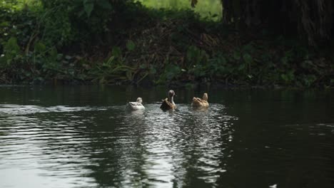 Los-Patos-Juegan-En-El-Estanque