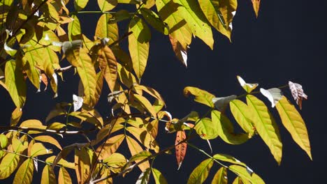 Yellow-aspen-leaves-blowing-in-a-breeze