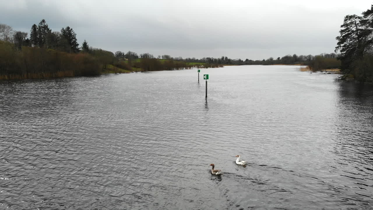 antena - grupo de patos nadando en fila en el lago, puente cercano y campo de hierba