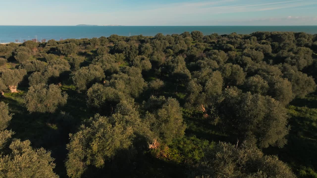 Ripresa aerea cinematografica di una lussureggiante piantagione di ulivi sulla costa con il mare blu sullo sfondo durante un caldo tramonto.