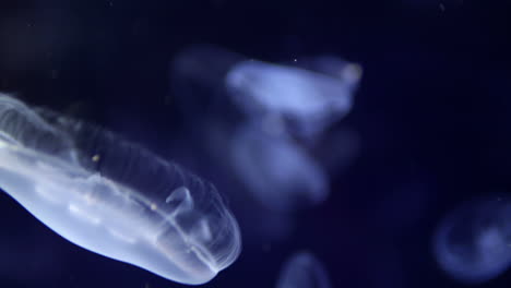 jellyfish in aquarium