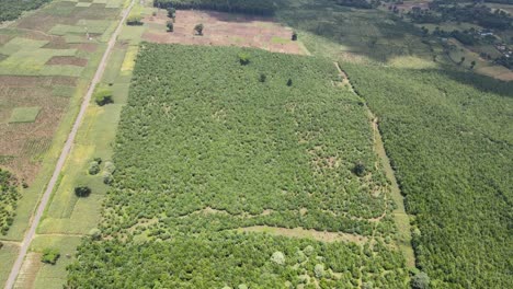 Verheerender-Waldbrand-Kenia.-Grüner-Wald-Kenia