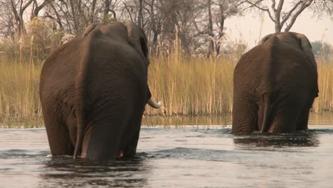 two-male-African-elephants-wade-through-knee-deep-water-after-swim,-medium-shot,-camera-follows,-reed-and-trees-in-background,-afternoon-light